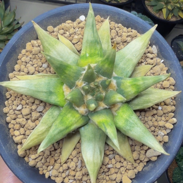 白锦彩虹龙牙收藏品