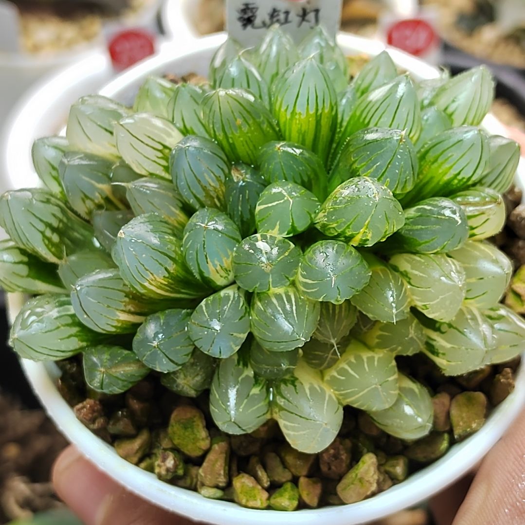 466号非组霓虹灯 3头群生8厘米左右一物一拍带盆