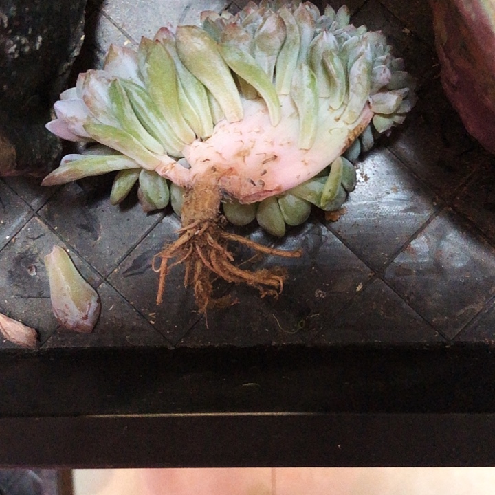 甜橙专拍多肉植物