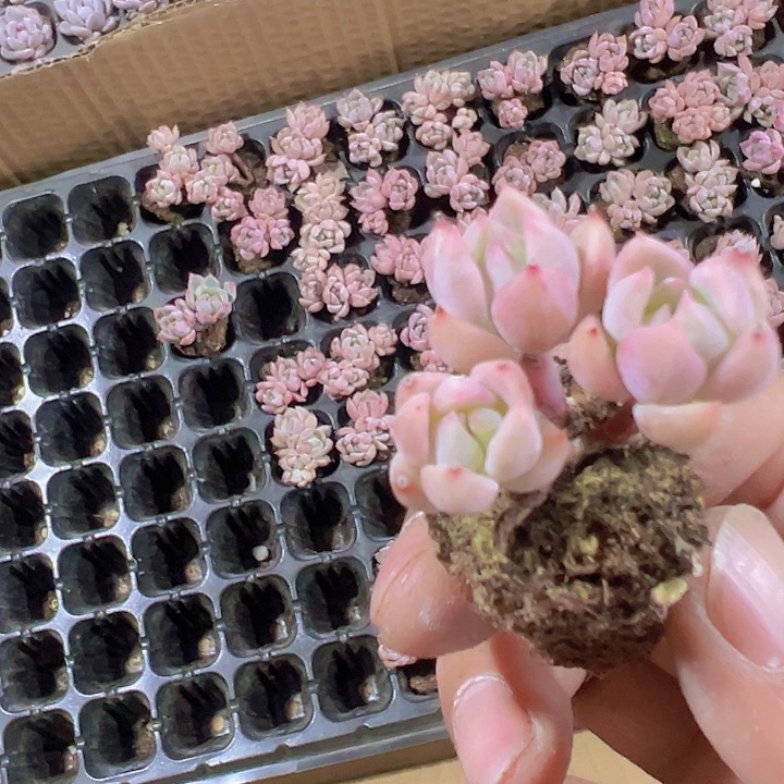 霜花精品多肉植物