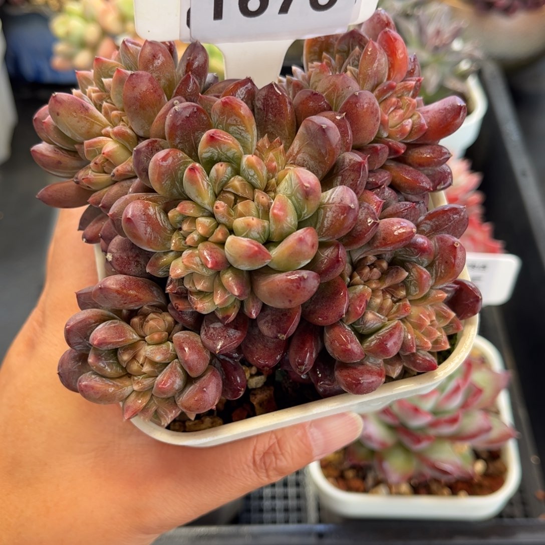 1676 满30包邮 天冷必拍保温箱