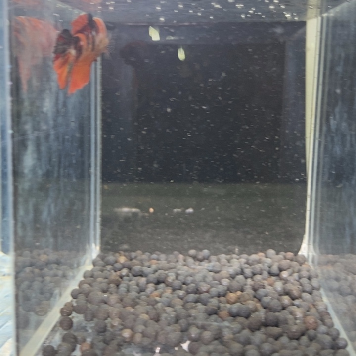 斗鱼泰国斗鱼95号