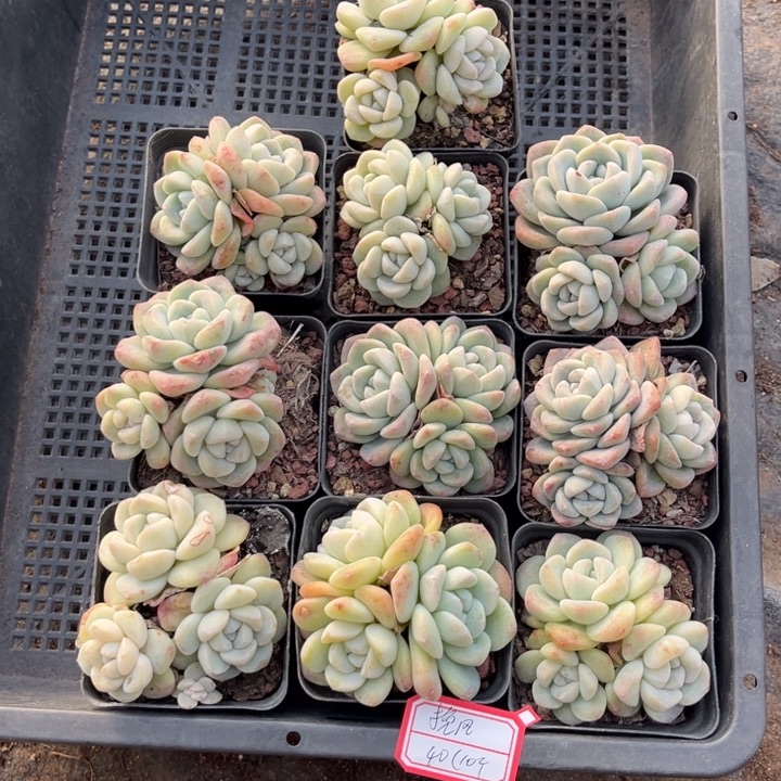 挽***L冰玉多肉七方盆一组10个