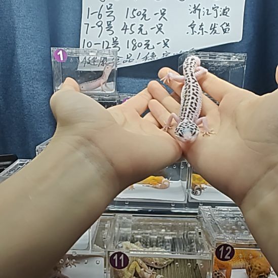 豹纹守宫2号银河小亚成
