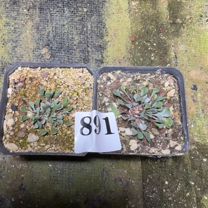 2颗熔岩格加厚敦菊