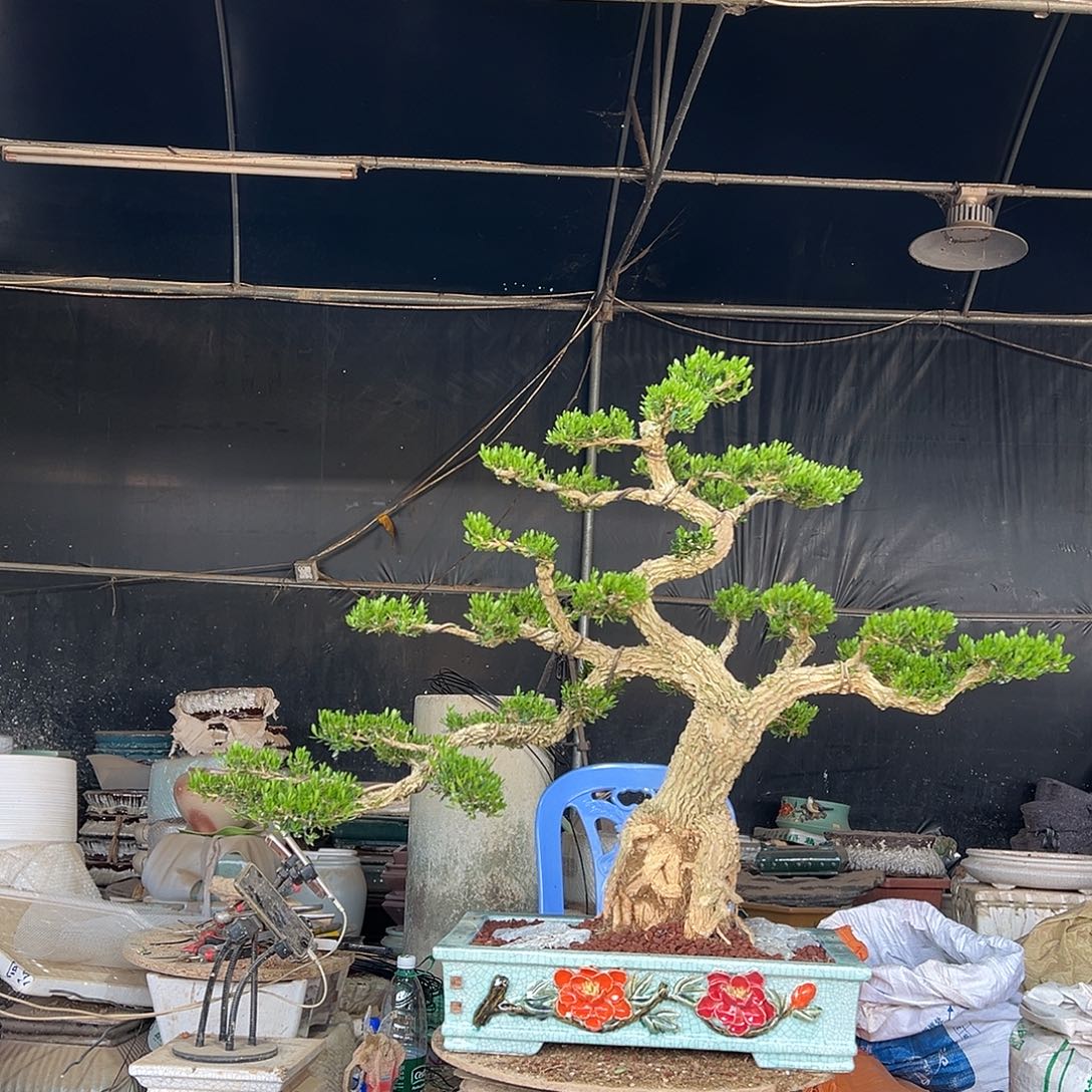 无花朵广东雀舌黄杨盆景