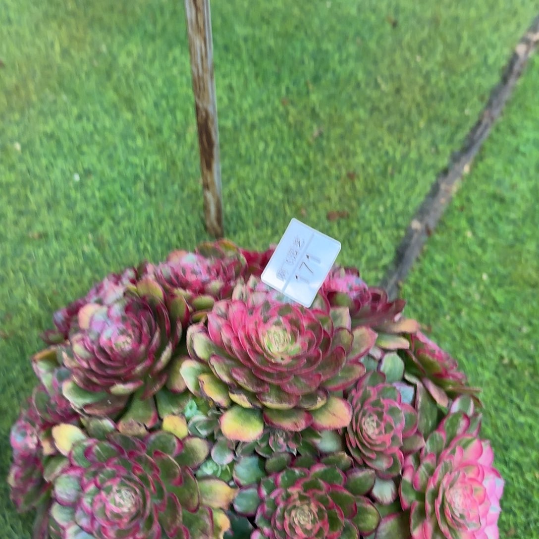 晩***5888  寄养发货法师多肉