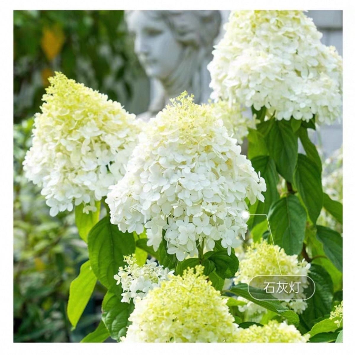 圆锥绣球苗香草草莓活力青柠石灰耐热耐晒花卉盆栽阳台庭院植物