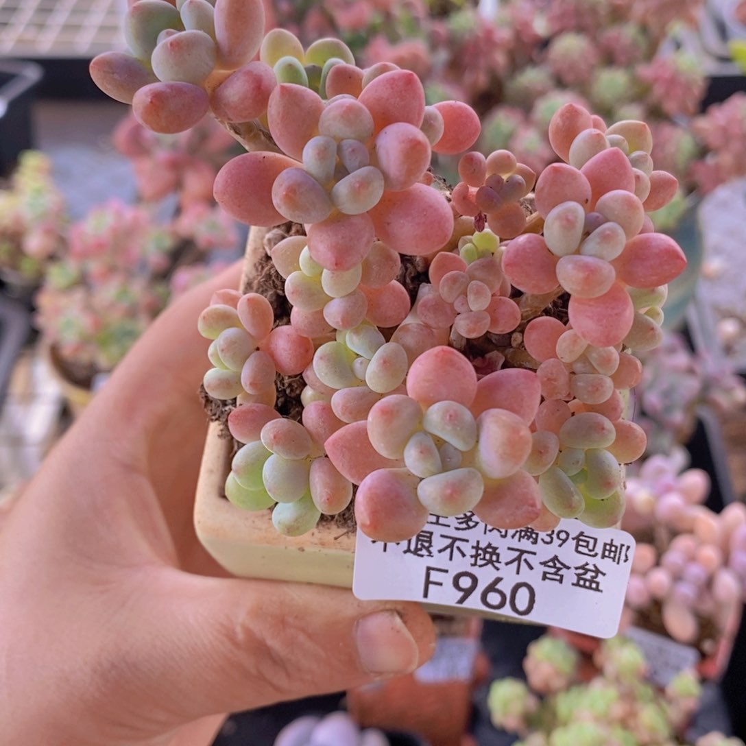 鱼子酱6cm960多肉植物