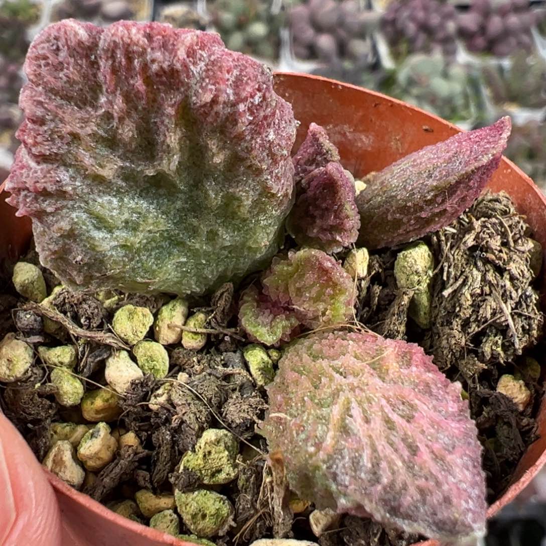 大鱼海棠带倒刺多肉植物水泡