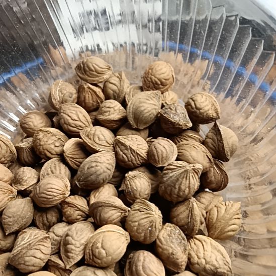 我***民桃核吊坠野生山桃核龙纹小核