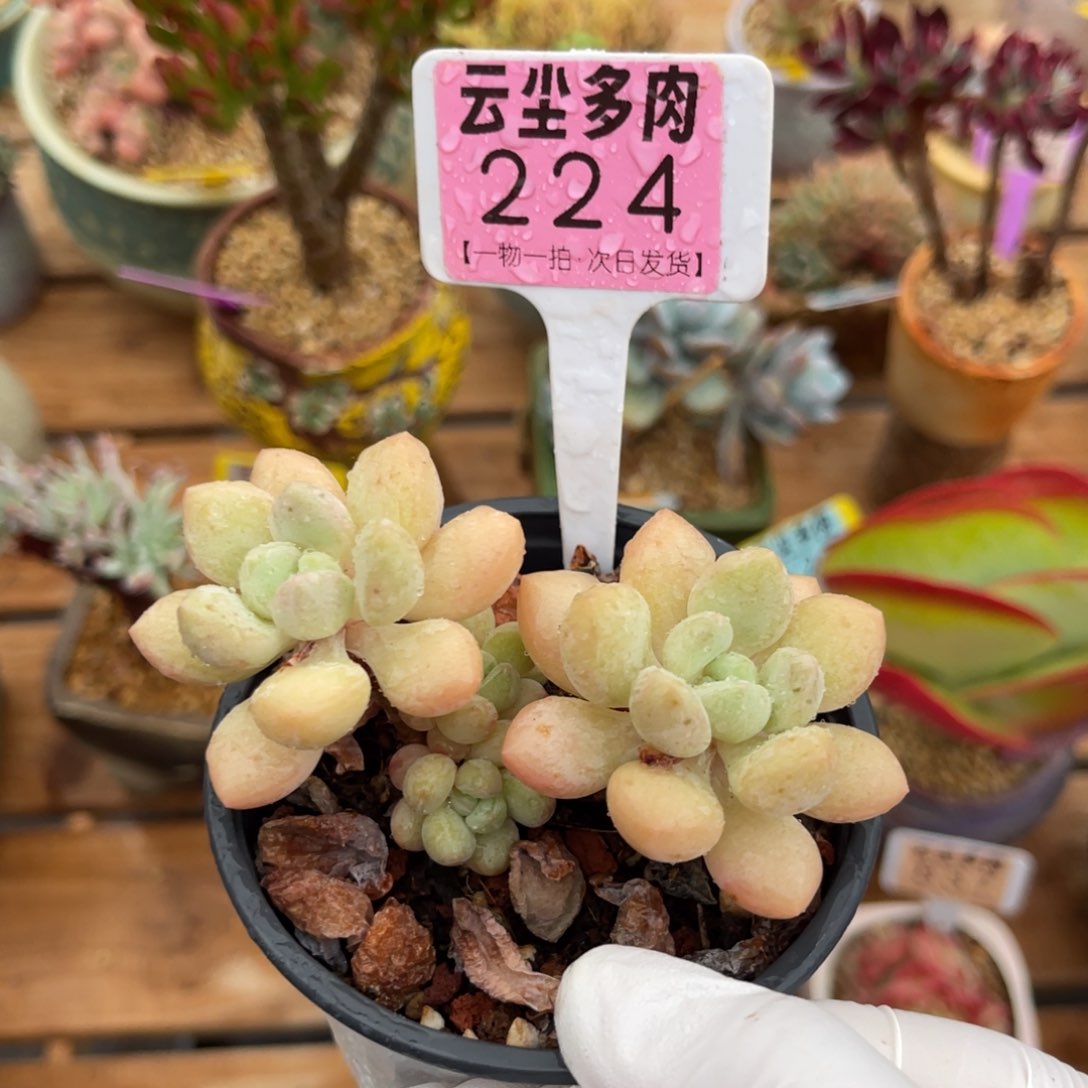 云尘多肉一物一拍224