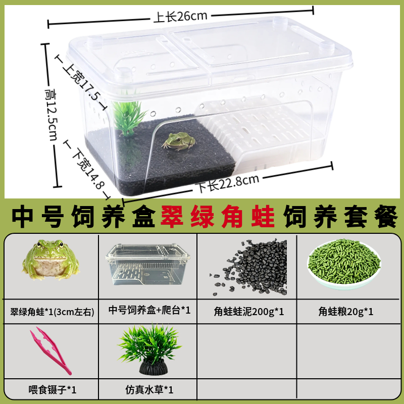 角蛙活体宠物黄金角蛙绿蛙角蛙泥角蛙粮饲养盒蛙饲料宠物青蛙活物