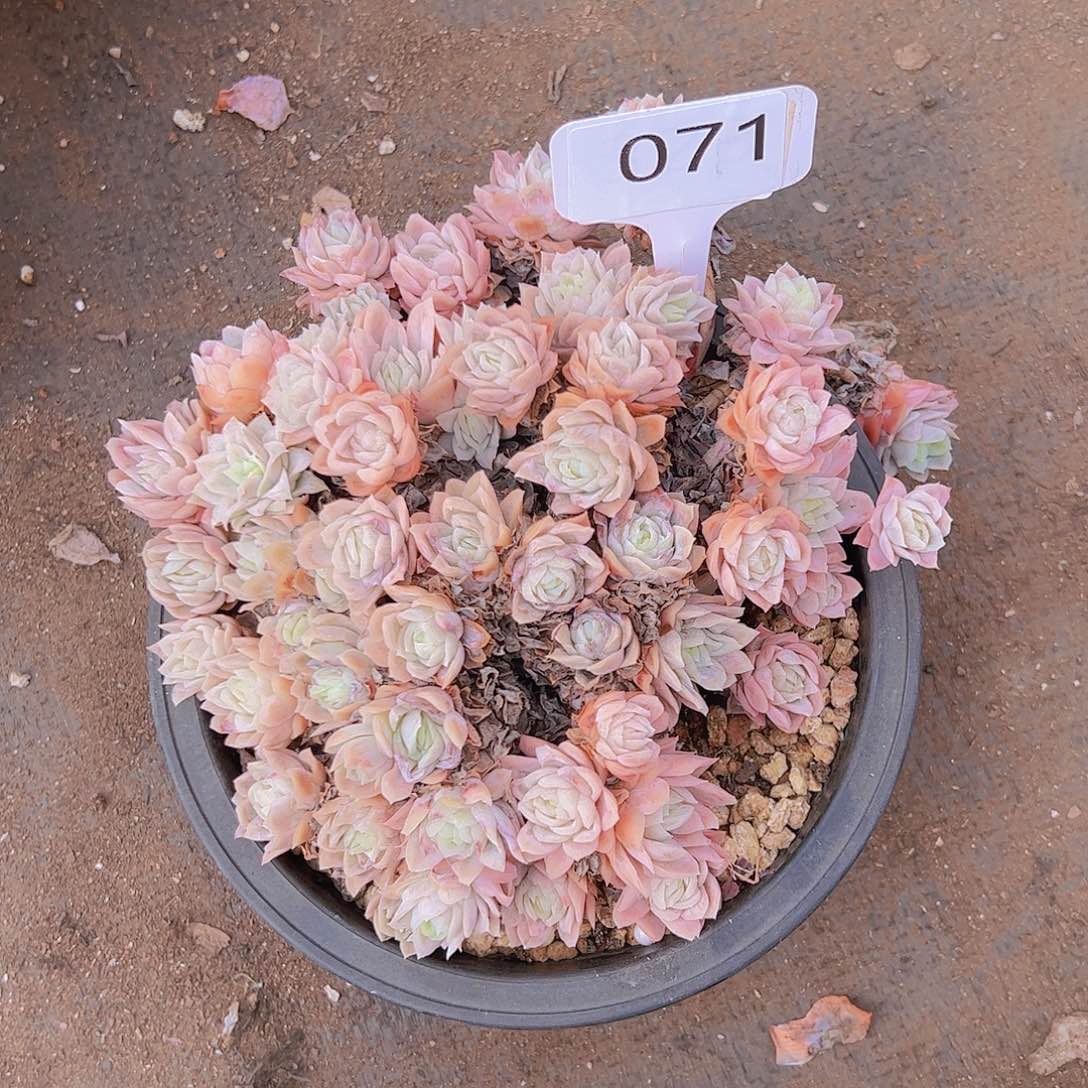 秋*歌071日系冰梅锦20不售后