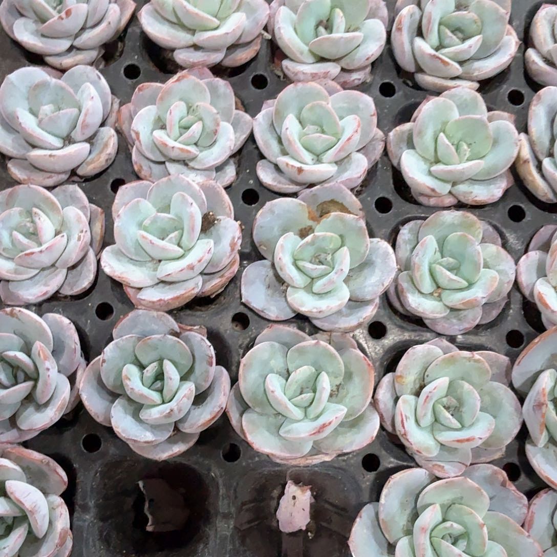 布鲁蓝穴苗 2米3颗