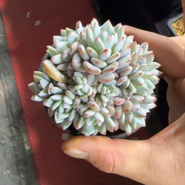 10厘米的尺寸一物一拍的