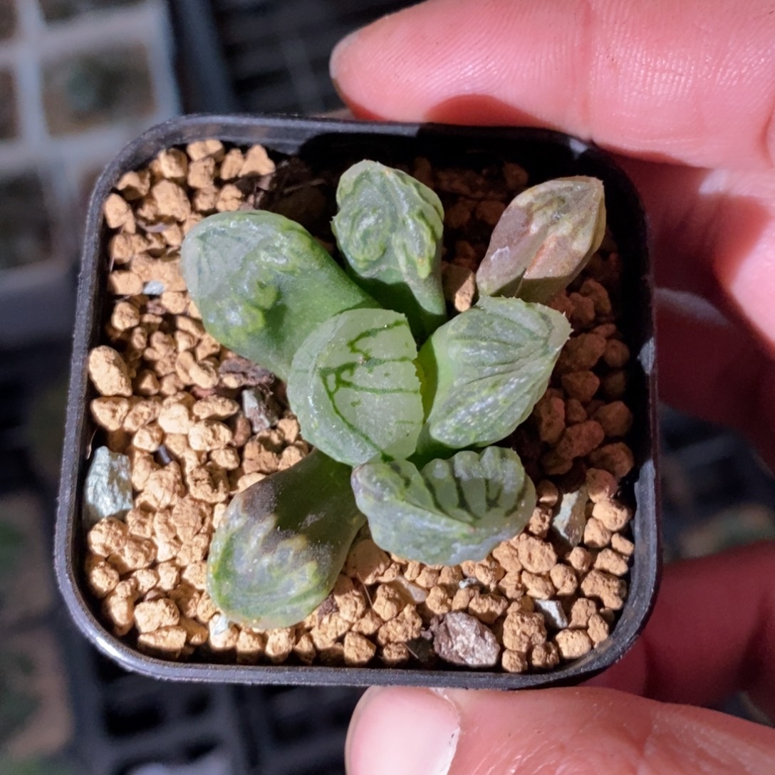 2906 一颗裹杂 魔界 元旦福利