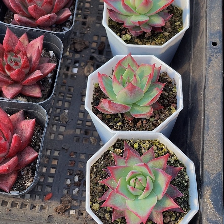 八角盆惊鸿带盆土发