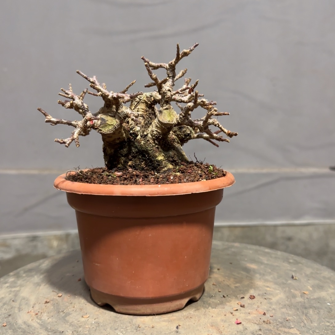 木***壳红花大果荀子西施