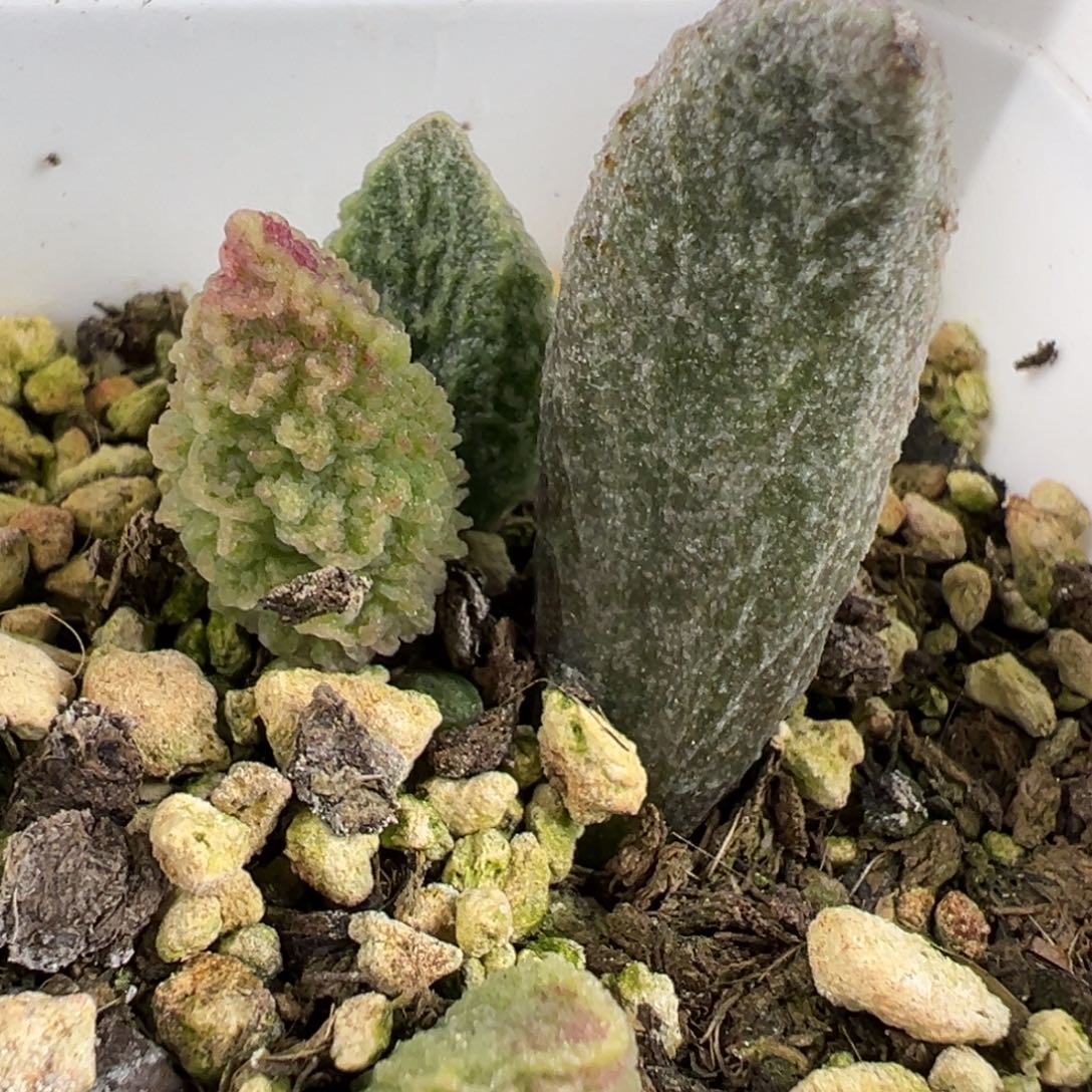 苍龙大苗粗狂纹路特价多肉
