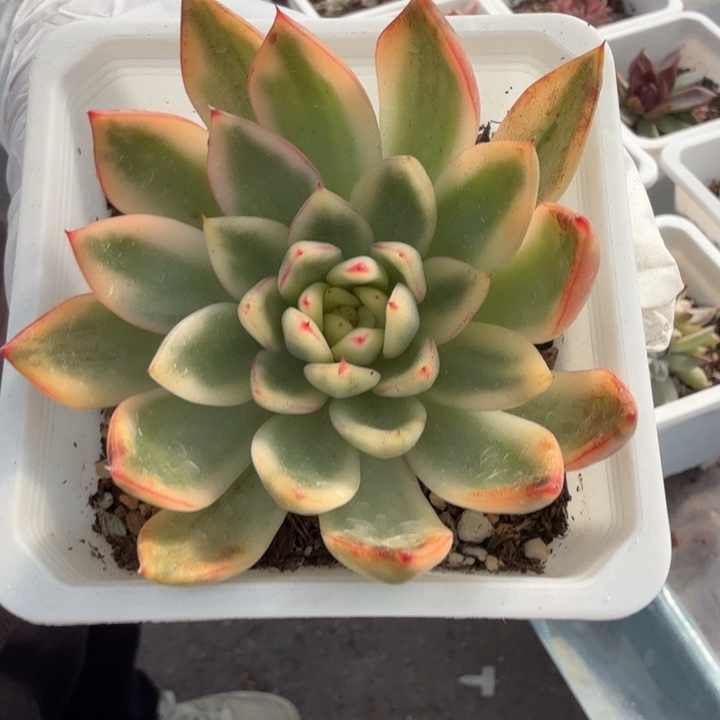 阿斯娜锦多肉植物