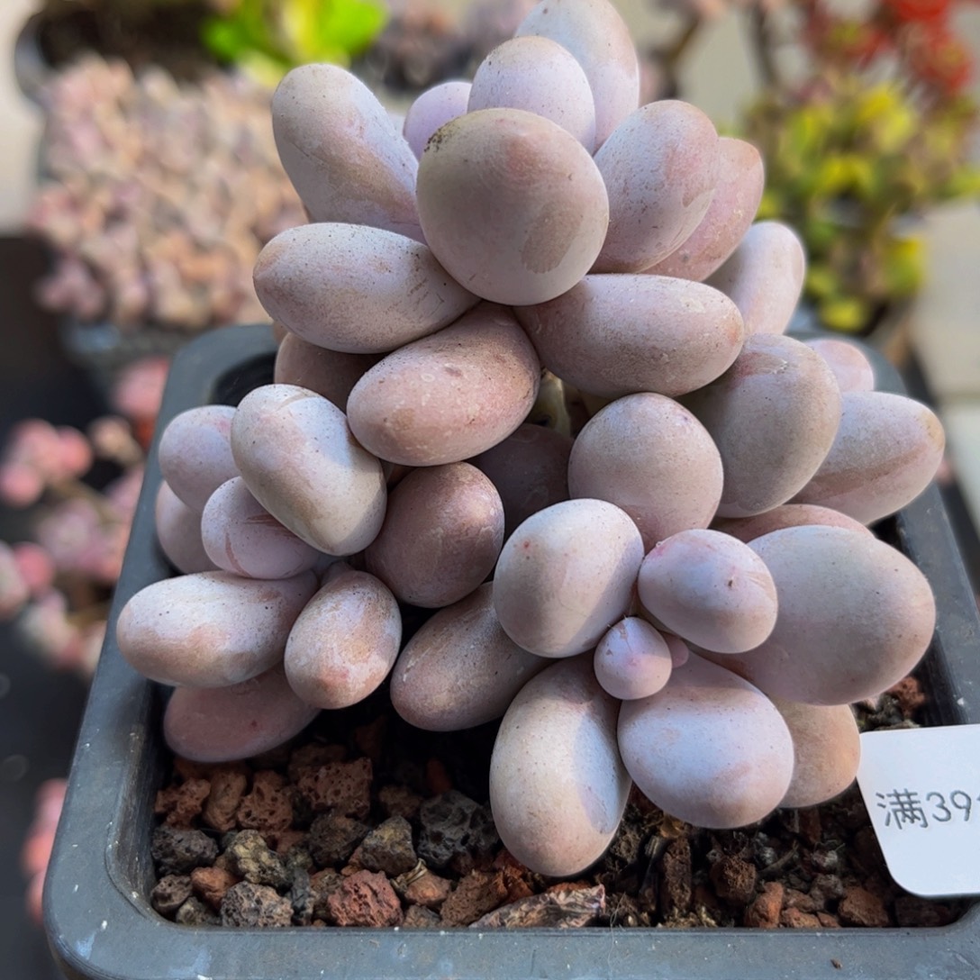 410/8cm水光针多肉