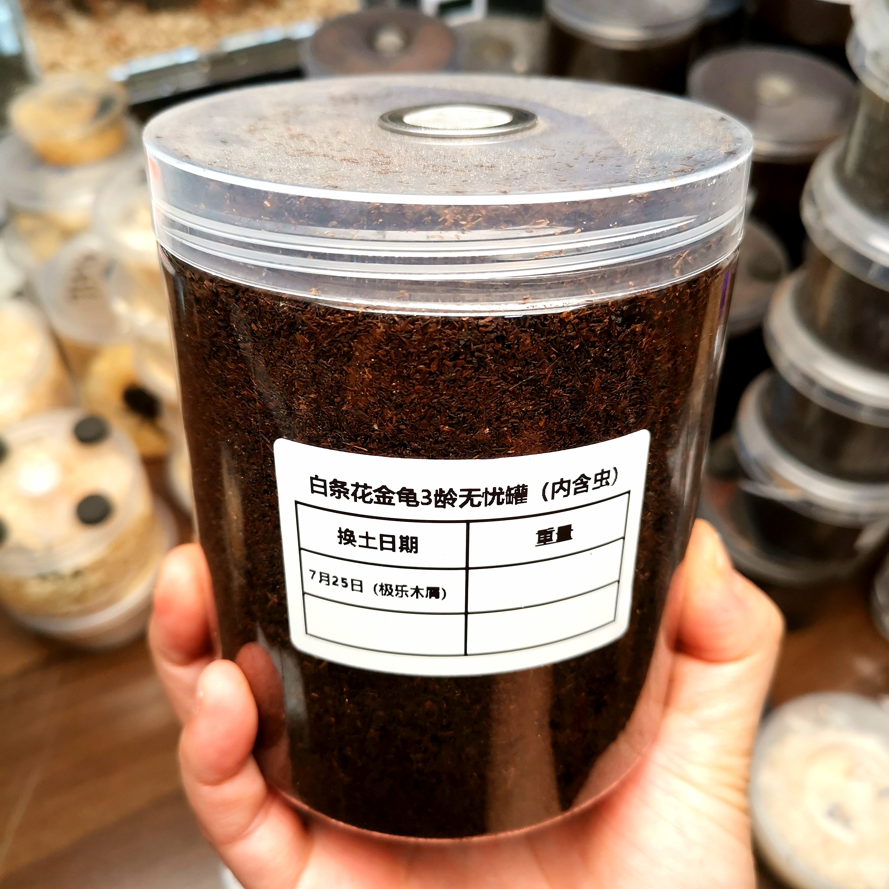 白条花金龟800ml无忧罐（内含3龄幼虫1只）装满木屑性别随机