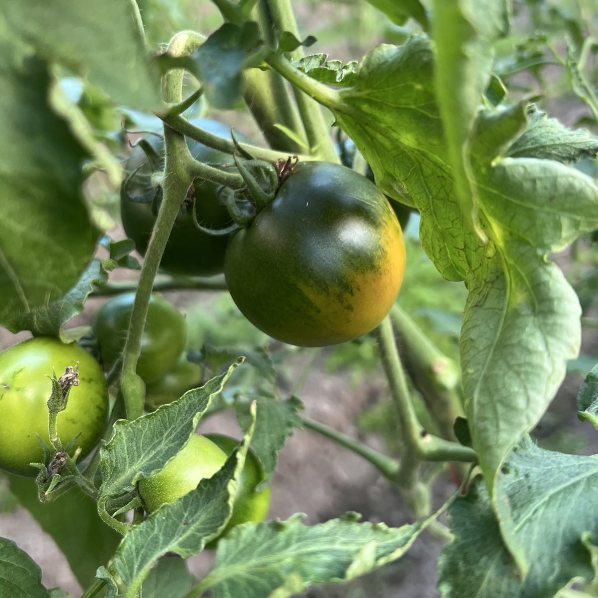 盘锦碱地柿子 顺丰包邮