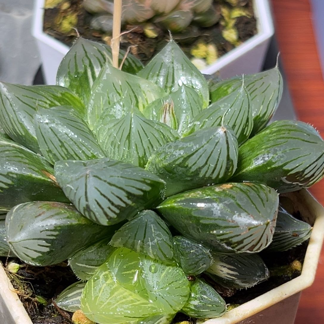 恭喜发财大吉大利511