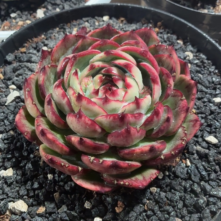 多肉植物惊鸿仙子