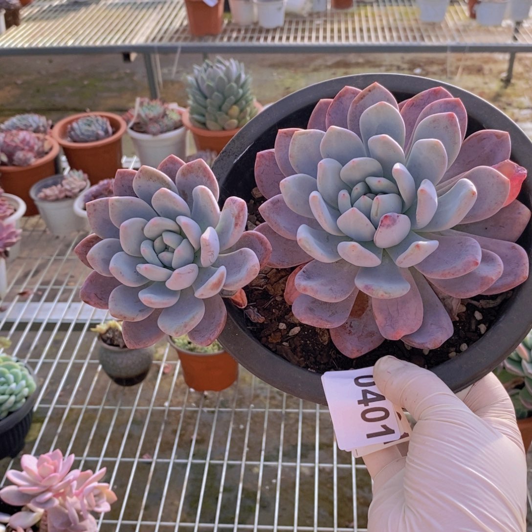 0401奥普琳娜一物一拍