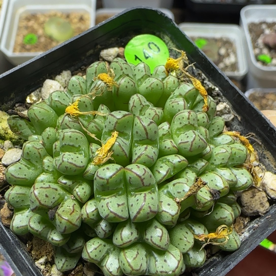 漂漂亮亮多肉植物140