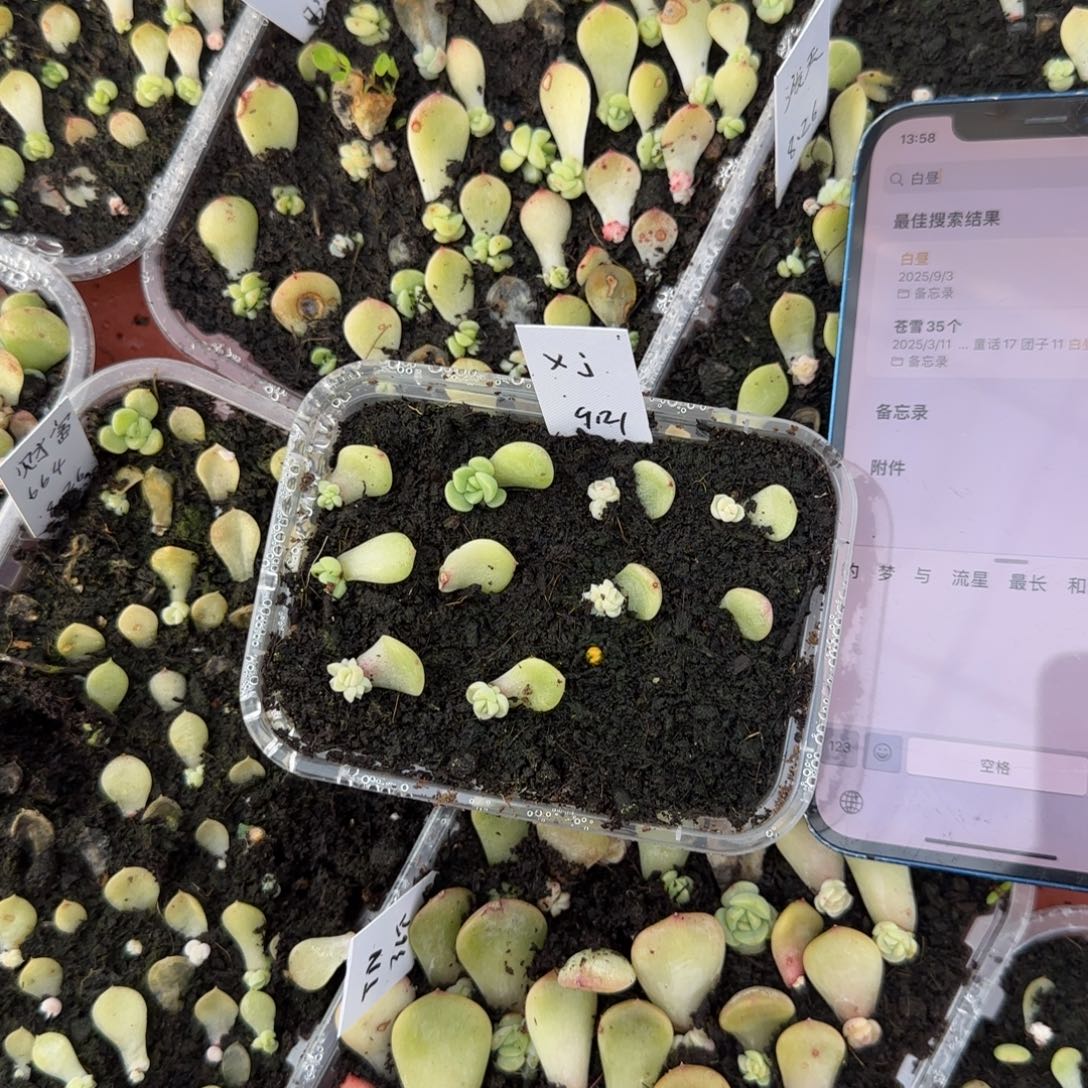 现金芝麻穴1个满25包邮