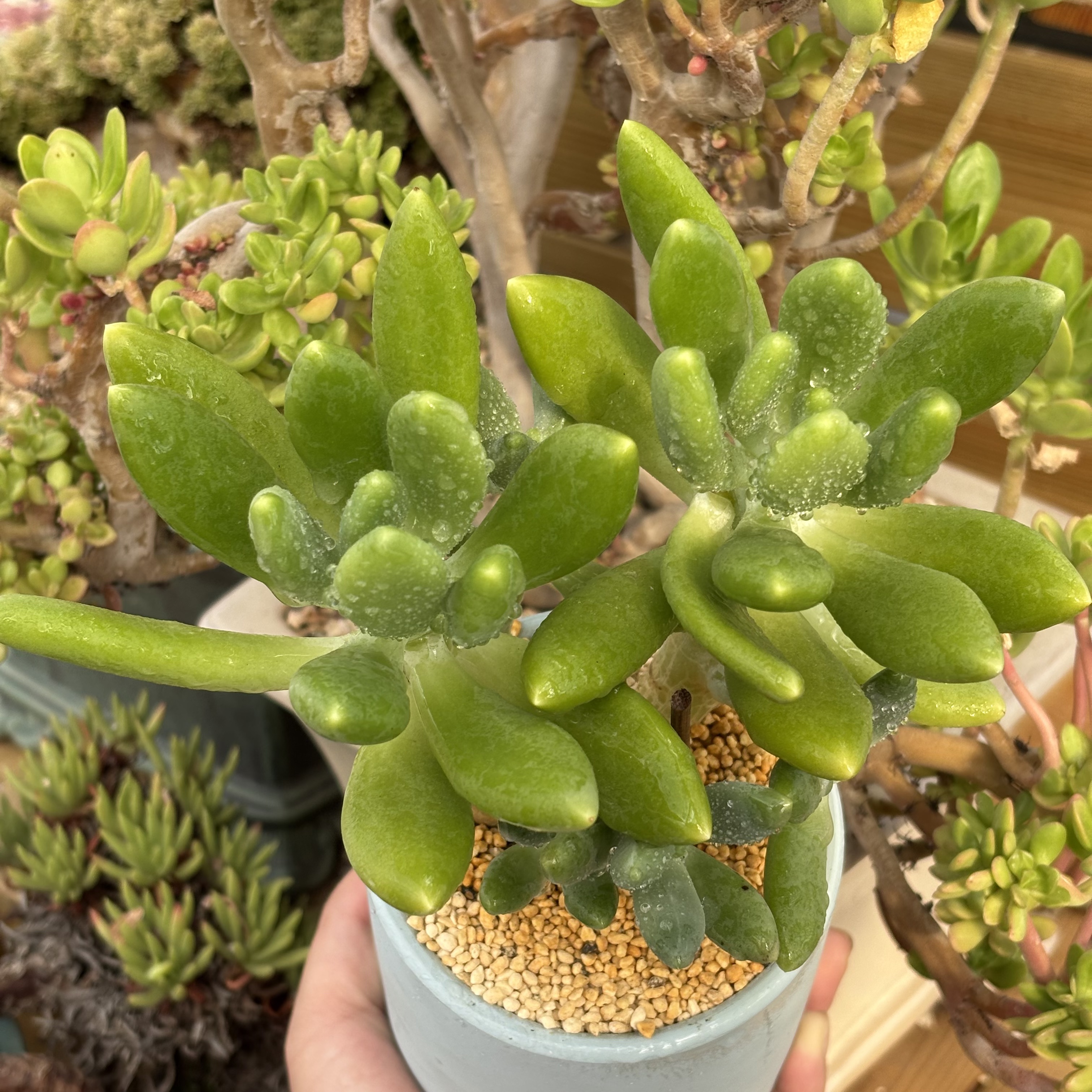 慢悠花房 金蝉 阳台绿植园艺盆栽花卉庭院多肉植物