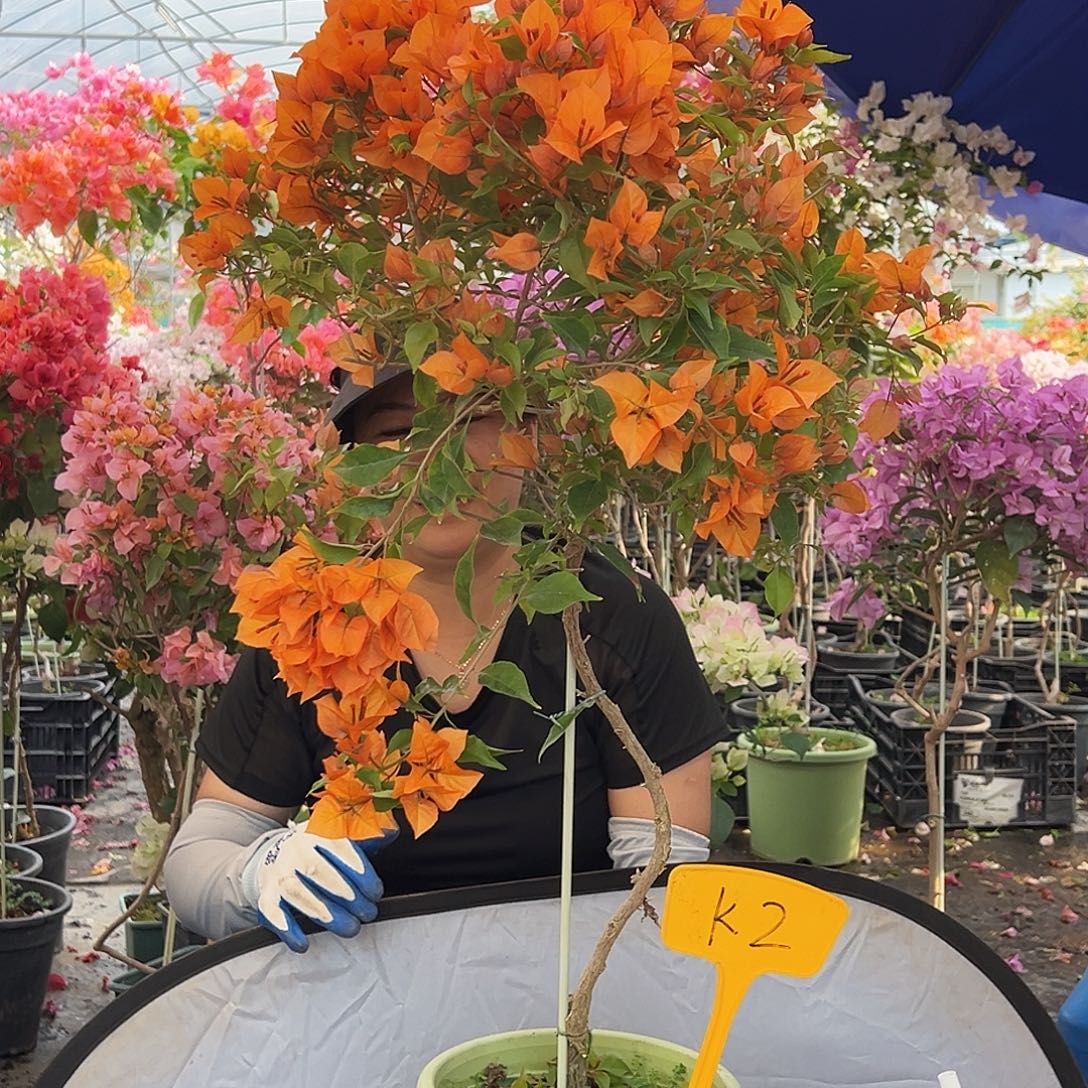 小***单大部分花苞少量开放K2橙桑巴