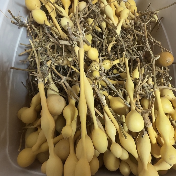 是***呀精品葫芦柏人优选