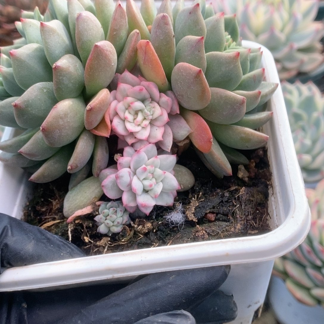 143青苹果锦锦锦锦锦锦锦