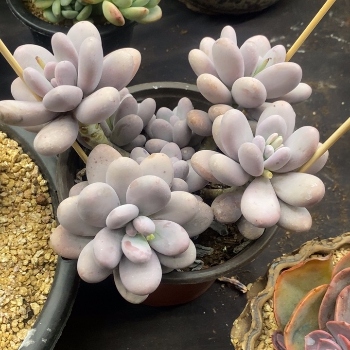 K*夏悦多肉0118-154鸡蛋奶酪