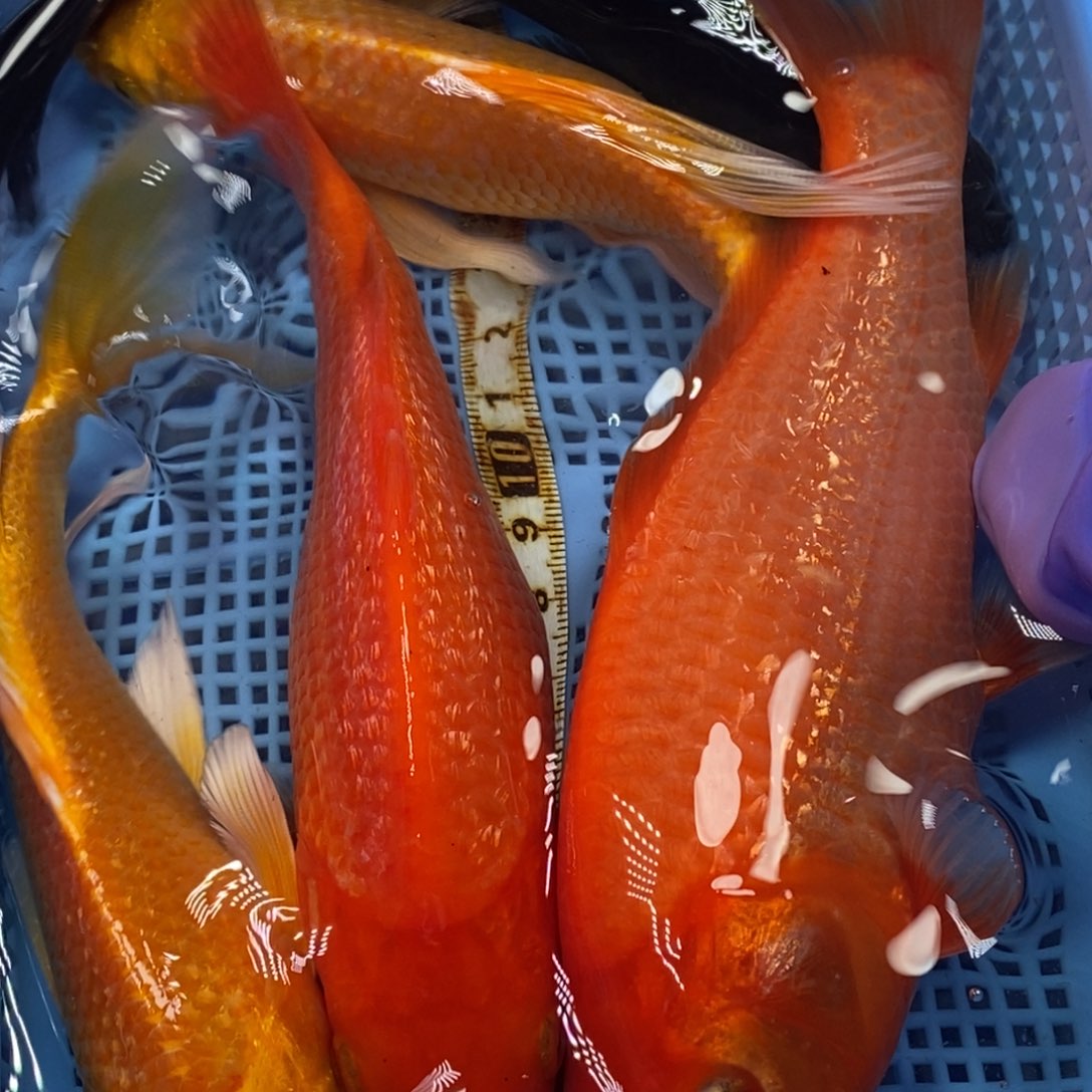 锦鲤冷水锦鲤包邮
