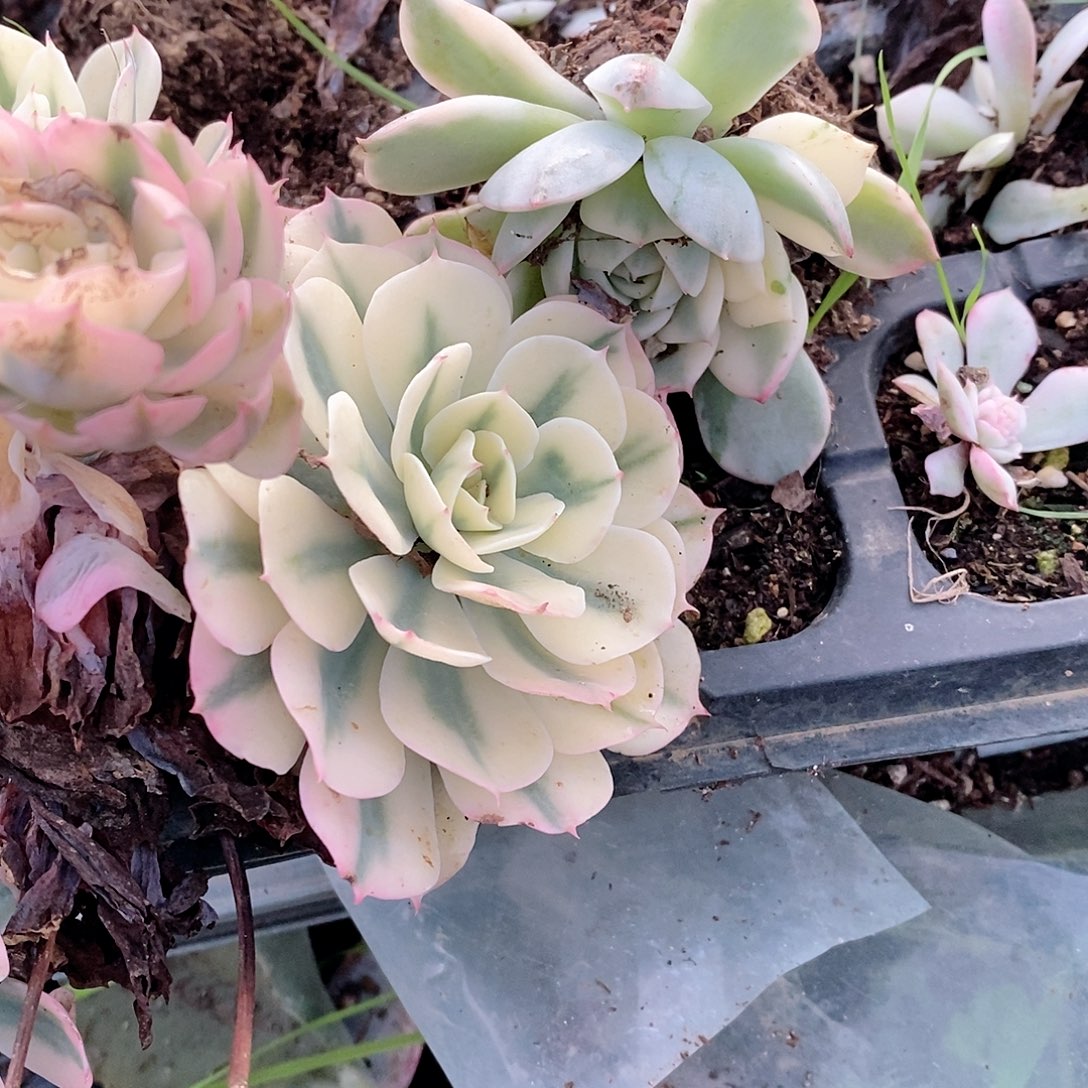 云***晏海啸锦多肉植物老桩砍头