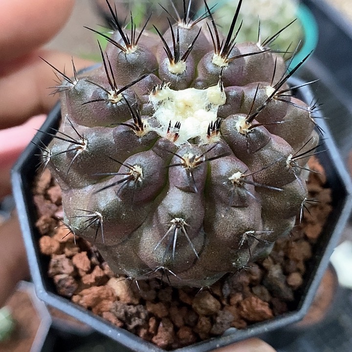 孤品实生优选紫皮孤龙丸杂4.9cm