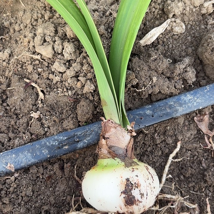 如***果无花朵双马包对版1132