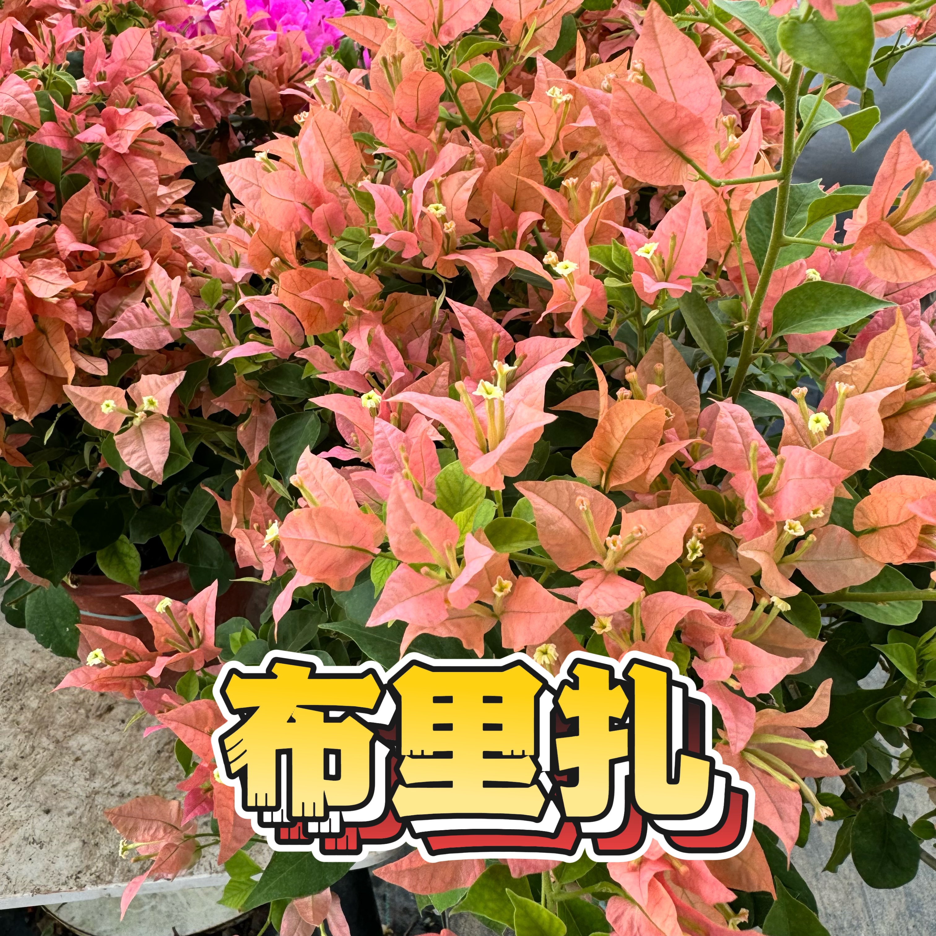 【布里扎】三角梅花卉勤花爬藤原盆土基地直发