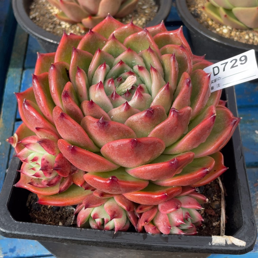 无花朵若如东云组拍D729