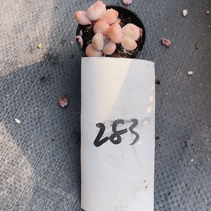 珍**姐283密密麻麻密密麻麻