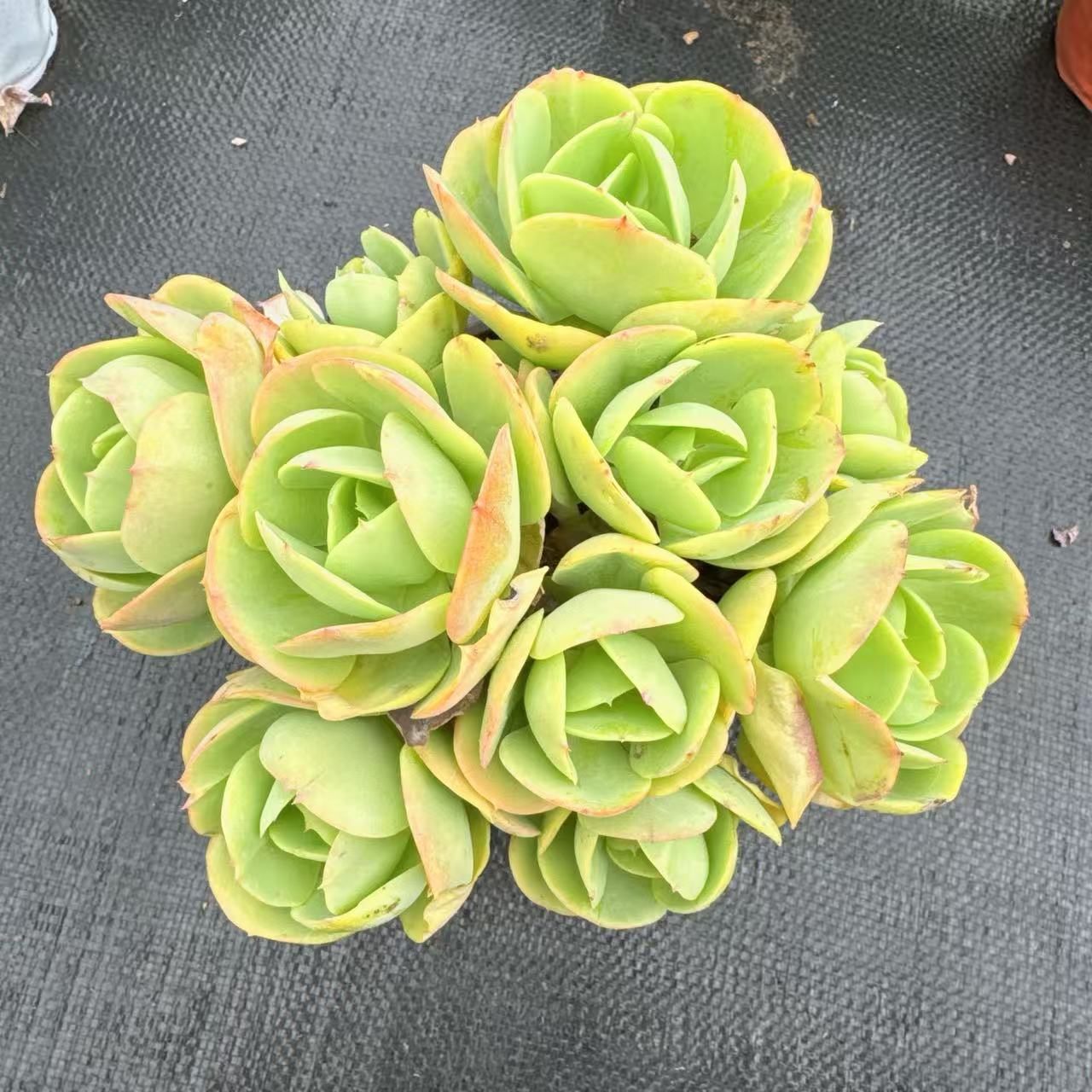 洋洋多肉（鸡蛋碧桃）满19包邮多肉植物以直播间实物为准