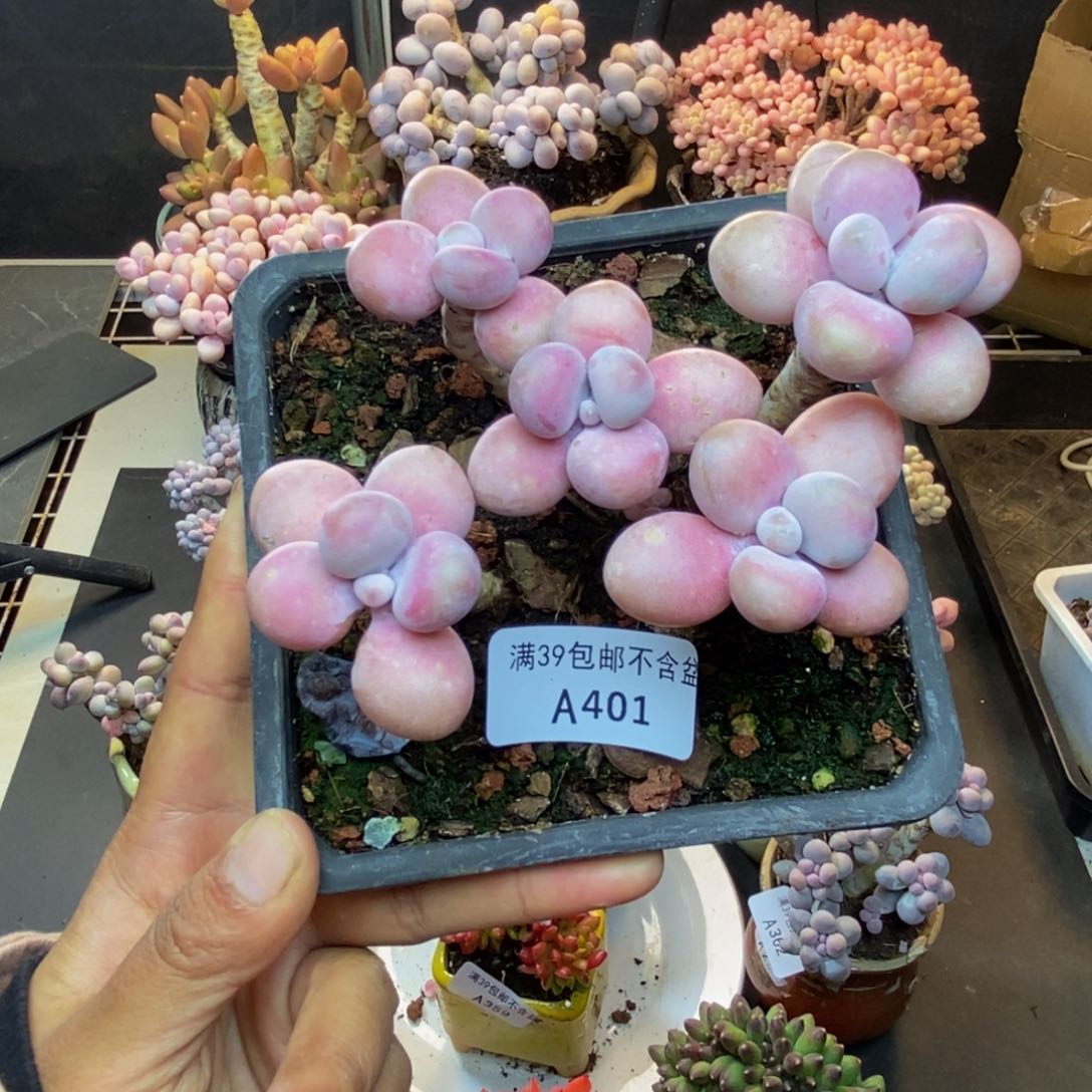 ?**?401糖果桃蛋多肉8cm