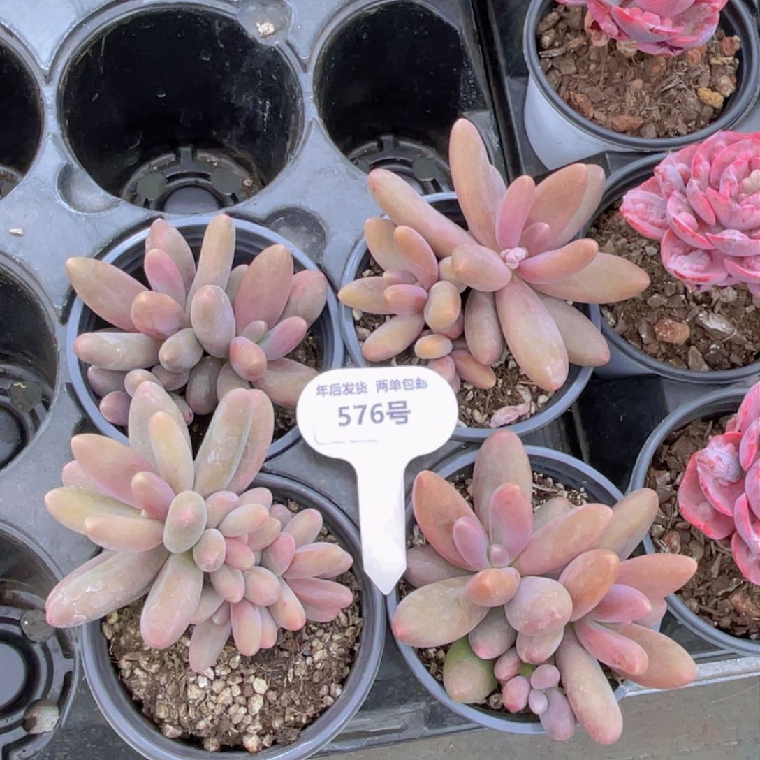 576号糖果美人群生一个