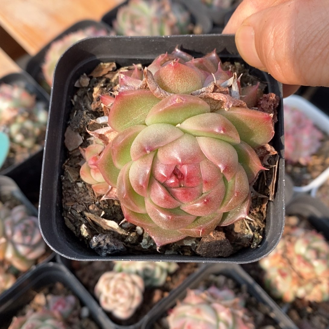 精品多肉一物一拍不包整129