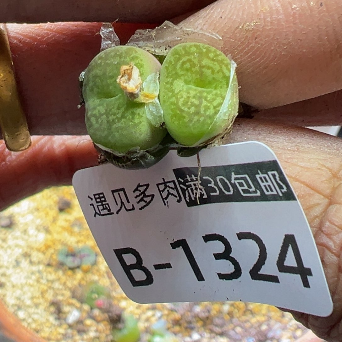 多肉植物1111111111111